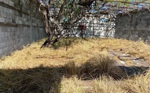 CNDH exige avances en investigación de la masacre de San Fernando